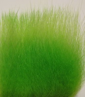 polar bear  lime premium